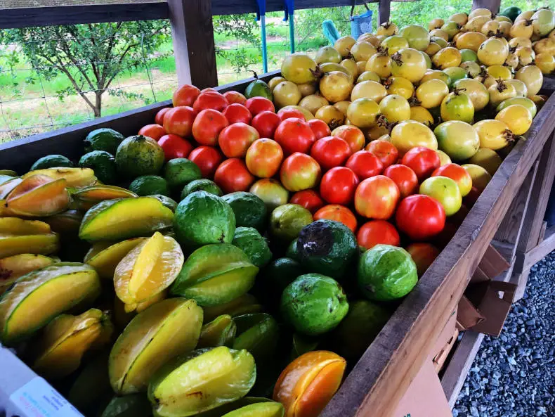 Sabor del Campo - Aguada Area Gastronomic Route
